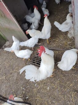 Predám nasadove vajička - 5