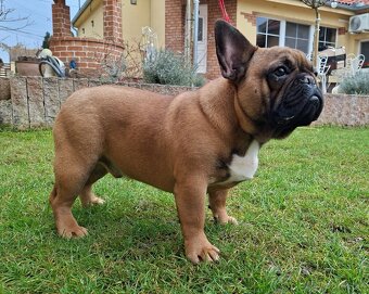 Francouzsky buldoček s PP - psík - 5