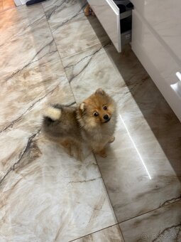 Pomeranian- čistokrvný - 5