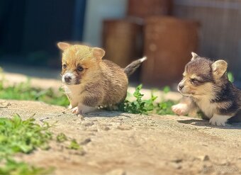 Corgi - 5