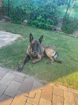 Belgický ovčiak Malinois - 5