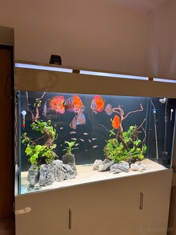 455l Akvarium - 5