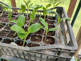 Priesady (planty) na predaj - 5