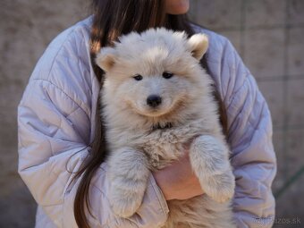 Samojed šteniatka bez PP - 5