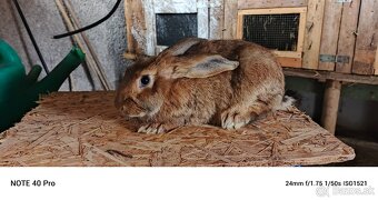 Predám burgunsky hylla český strakac - 5