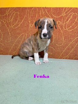 Americky Stafordšírský Terier šteniatka s PP - 5