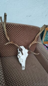 Predám trofej Daniela parožie zhody trofeje. - 5