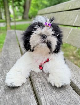 Shih-Tzu šteniatka - 5