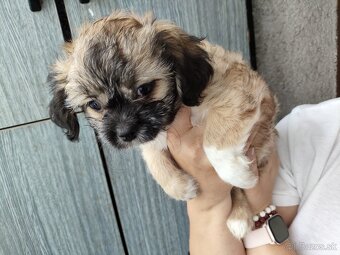 Predám šteniatka Shi tzu - 5