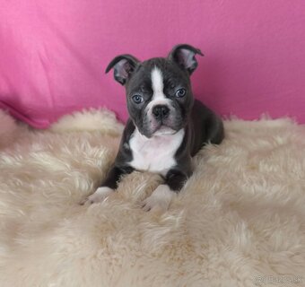 Bostonský teriér  Modré šteniatka z PP - 5