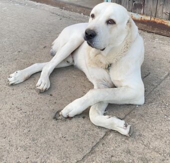 Stredoázijský ovčiak - 5