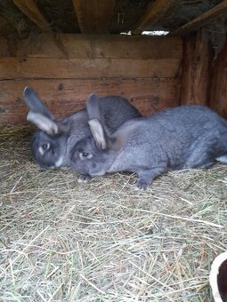 Zajace - belgický obor - 5