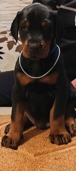 Doberman šteniatka na predaj XXL veľké plemeno - 5