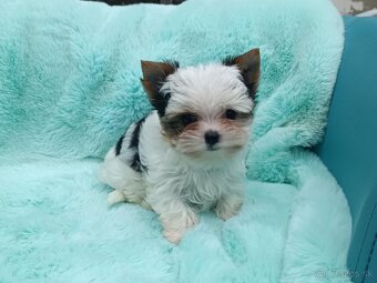 Biewer Yorkshire terrier - 5