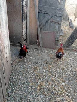 Na predaj kohúty - 5