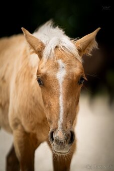 Palomino klisna American Quarter Horse, LTE rodiče i sestra - 5