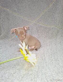 čivava-čokoládové šteniatka - 5