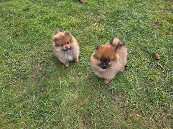 Predám šteniatka oranžového špica - 5