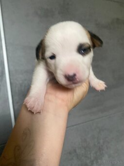 Jack Russel šteniatka - 5