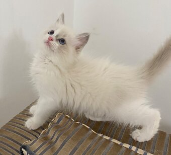Ragdoll mačička - 5