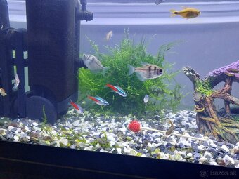 Komplet akvarium 54l + stol + ryby +dekoracie + doplnky - 5