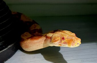 Veľhad královský - 5