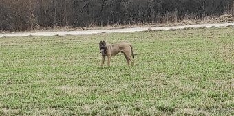 Cane corso na krytie - 5