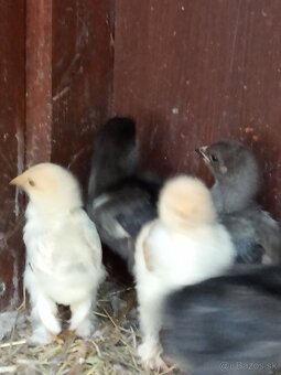 Kuriatka brahmanky - 5