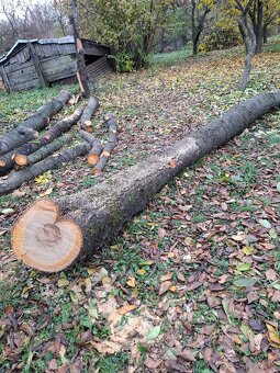 Čerešňove drevo v surovom stave guĺatina - 5