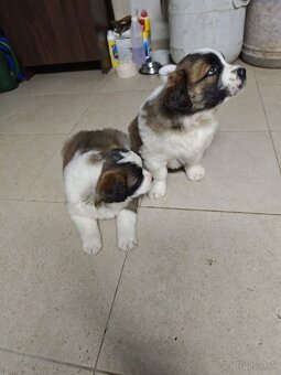 Predam steniatka Moskovskeho Strazneho Psa - 5