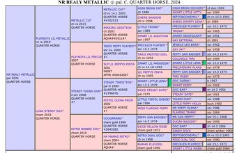 QH APHA hřebeček - 5