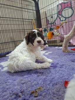 Lagotto romagnolo s PP (italský vodní pes) - 5