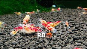 Premium Krevetky Neocaridna a Caridina - OSOBNY ODBER POPRAD - 5