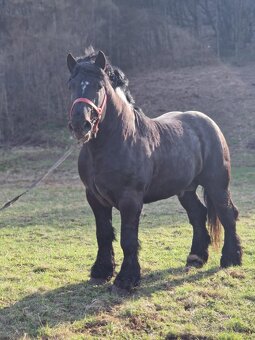 Predám čierneho žrebca - 5