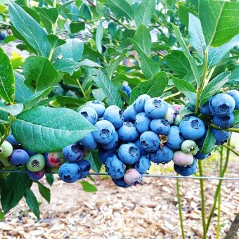 Predaj sadeníc čučoriedok kanadských - 5