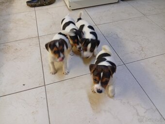 Jack russell - 5