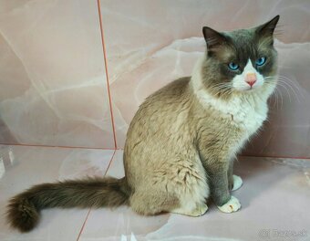 Ragdoll - 5