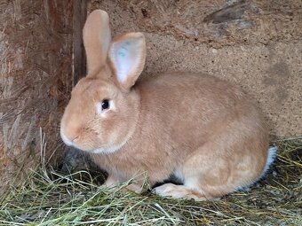 Burgunsky kralik - 5