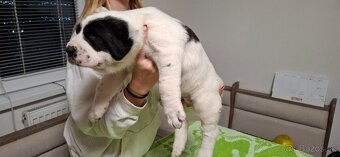 Stredoázijsky ovčiak - 5