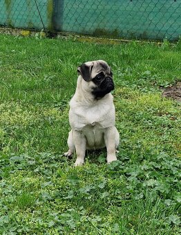 Predam Mops steniatko - 5
