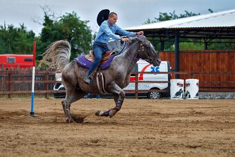 Appaloosa pripúšťanie - 5