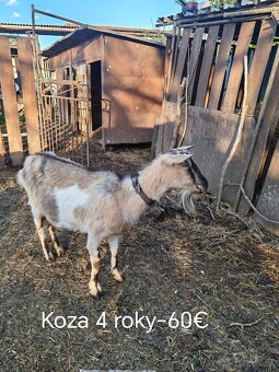 Ruším chov kôz. - 5