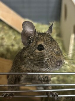 Darujem samičky osmaka degu - 5