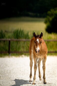 Bay hřebec American Quarter Horse, reining původ, matka s PE - 5