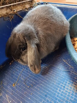 Predáme zajkov aj jednotlivo - 5