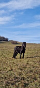 Ťažný žrebec - 5