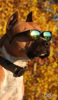 Red nose Pitbull - šteniatko - 5