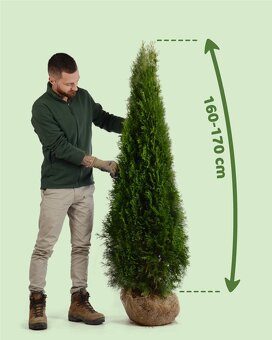 TUJE SMARAGD 220-250cm AKCIA 25€ - 5