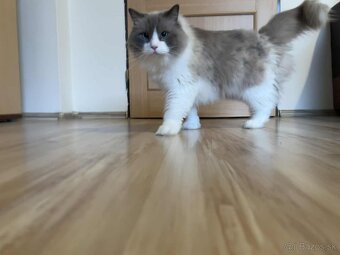 Predám kocúrikov Ragdoll - 5