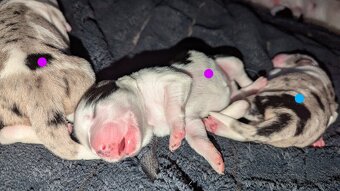 Border colia- blue merle - 5